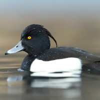 Tufted Duck